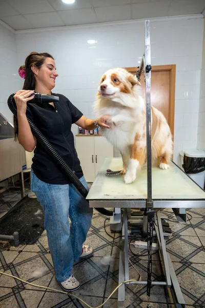Professional woman groomer drying a wet Australian Shepherd on grooming table in modern pet salon, happy dog receiving care