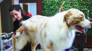 Uzman bir kadın kuaför, özel bir hayvan bakım salonunda güzel bir Avustralya çoban köpeğinin üzerinde saç kurutma makinesi ve makas kullanıyor.
