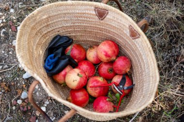 Toprakta bahçe aletleriyle dokuma sepetinde taze hasat edilmiş nar..