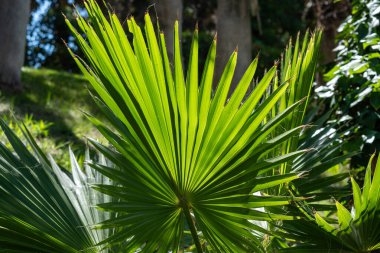 Güneşli orman ortamında parlak yeşil palmiye yaprakları.