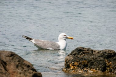 Güneşli bir günde, kıyı kayaları arasında dinlenen martı..
