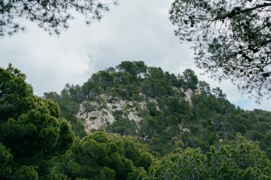 Bulutlu gökyüzünün altındaki kayalık dağda yemyeşil çam ormanı.