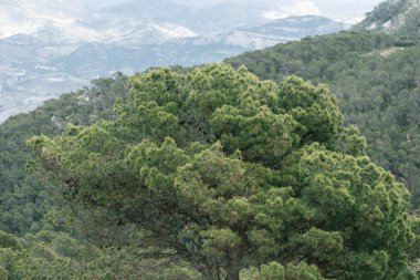 Yoğun çam ağaçları ve sisli tepelerle yemyeşil orman manzarası.