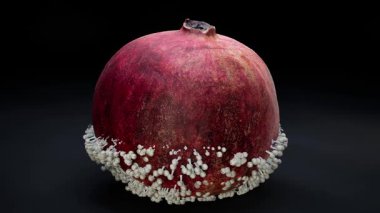 Mantar Gelişimi Canlandırmasından Etkilenen Nar.