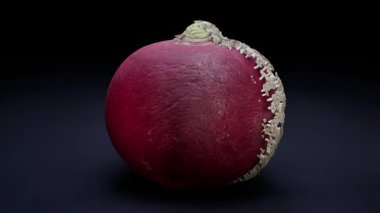 Mantar Gelişimi Animasyonundan Etkilenen Turp.