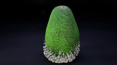 Mantar Gelişimi Animasyonundan Etkilenen Avokado.