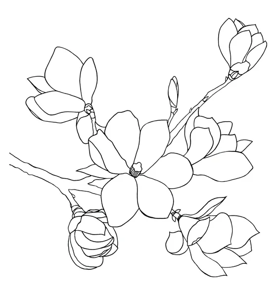 Hand-drawn  illustration of magnolia flowers — Stock Photo, Image