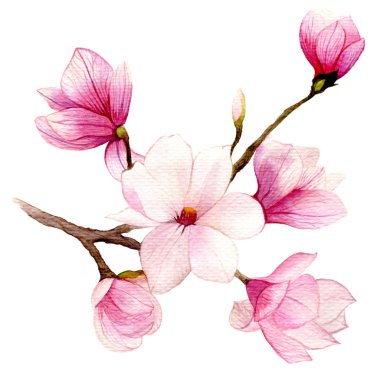 Suluboya Manolya çiçek bahar arka plan