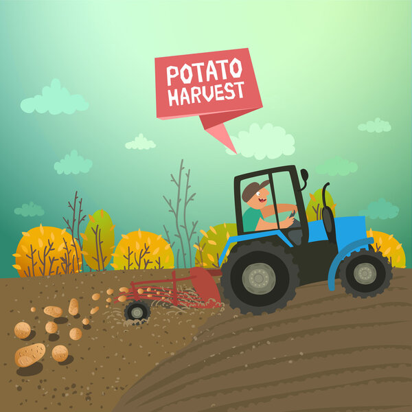 Tractor harvesting potatoes.