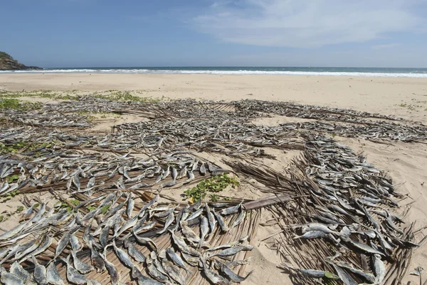 Denizde kum kurutma balık Sri-Lanka desteklemek.