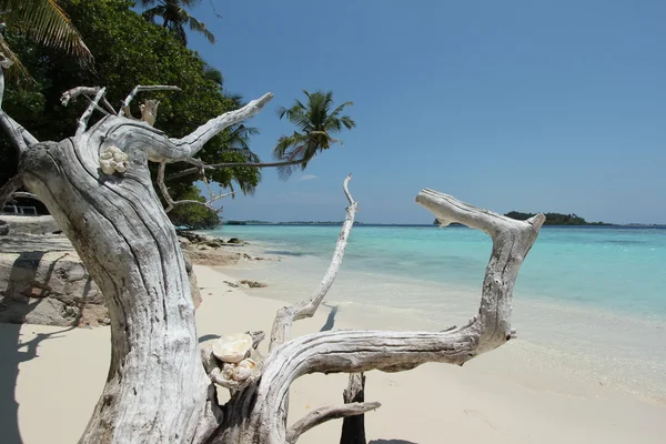 Beach Maldivler
