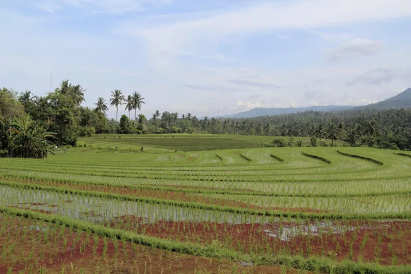pirinç tarlaları Bali