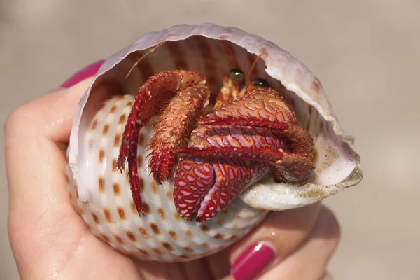 Kadın elinde Shell Yengeç.