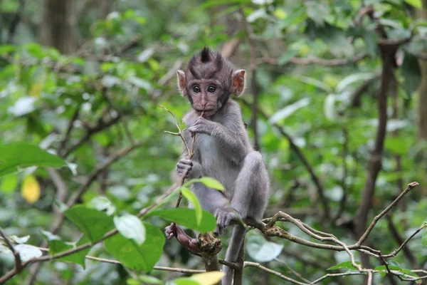 Komik maymun yavrusu