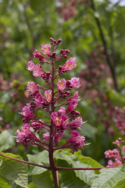  Kırmızı çiçekli kestane ağacı