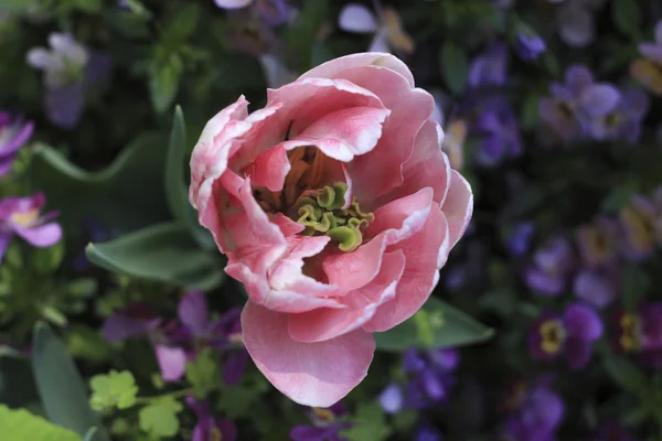  Açık bud ihale Pembe Lale 