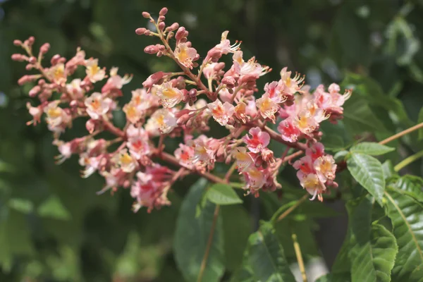 Kırmızı çiçekler kestane ağacı