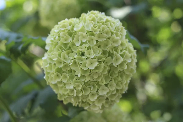 Yeşil ağaç dalında çiçek 