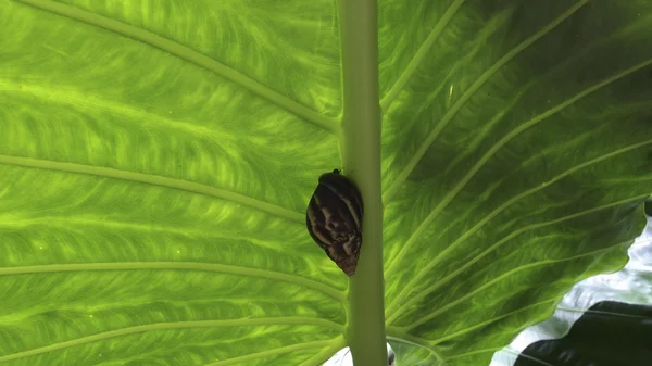 Yeşil yapraklı salyangoz