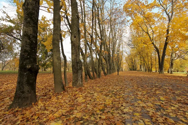 Jesienne żółte liście na drzewie w parku miejskim — Zdjęcie stockowe