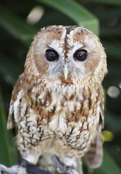 Beautiful owl sitting on a branch