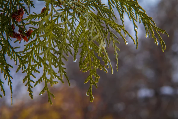 Yağmur damlaları genç çam dalı
