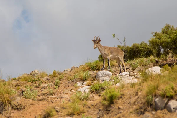 Dağ keçisi mesafe içine görünüyor