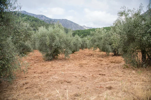 Marbella, İspanya zeytin ağaçlarının Grove