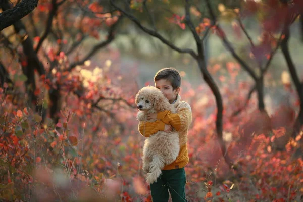 Ένα αγόρι στέκεται στο δάσος του φθινοπώρου και κρατά ένα σκυλί στην αγκαλιά του — Φωτογραφία Αρχείου