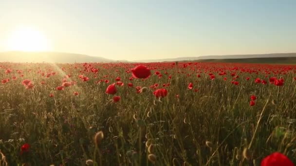 Feld mit roten Mohnblumen im Gegenlicht der Sonne — Stockvideo
