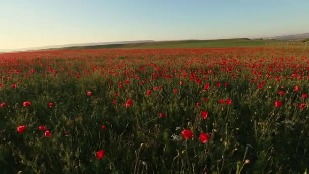 Vídeo panorámico de un campo de amapola con flores con amapolas rojas — Vídeos de Stock