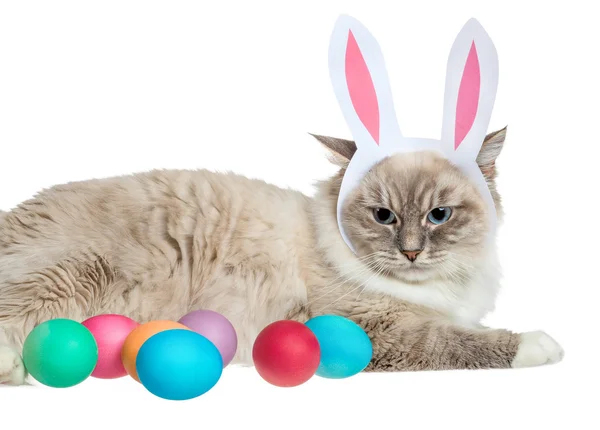 Paskalya kedi Multy renkli yumurta ile