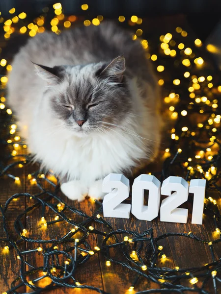 Mavi gözlü, tüylü, güzel bir kedi ve 2021 rakamları ışıl ışıl sarı bir çelenkle yatıyor.