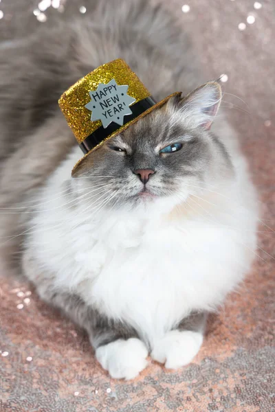 Hermoso Gato Puntiagudo Esponjoso Brillante Sombrero Navidad Oro Sobre Fondo — Foto de Stock