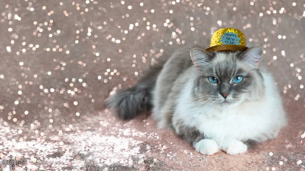 輝く金のクリスマスの帽子の美しいふわふわのタブポイント猫光沢のあるローズゴールドの背景 — ストック写真