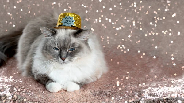 輝く金のクリスマスの帽子の美しいふわふわのタブポイント猫光沢のあるローズゴールドの背景 — ストック写真