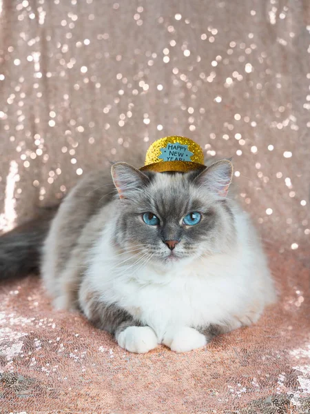 Parlak altın sarısı arka planda parlak bir Noel şapkasıyla güzel, tüylü, tekir bir kedi.