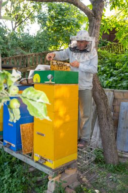 Arıcı arı kovanı üzerinde. Çerçeve kovandan çekerek arıcı