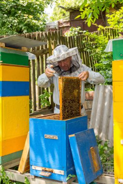 Arıcı arı kovanı üzerinde. Çerçeve kovandan çekerek arıcı