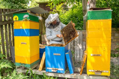 Arıcı arı kovanı üzerinde. Çerçeve kovandan çekerek arıcı