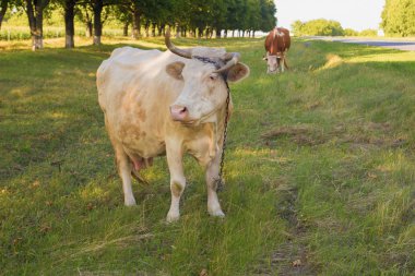 Çayırda inek. doğa kompozisyon