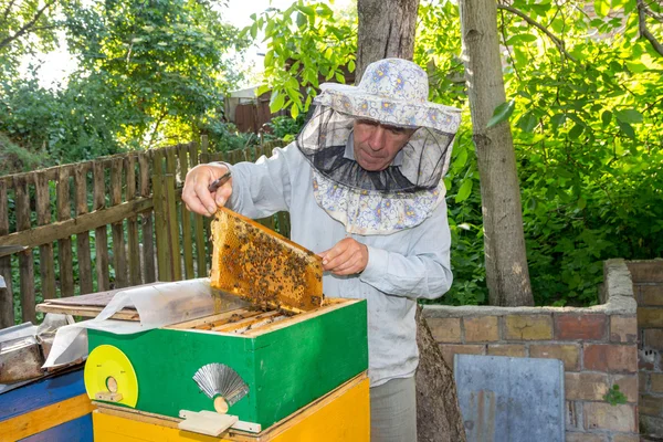 Beekeeper on apiary. Beekeeper pulling frame from the hive — Stock Photo, Image