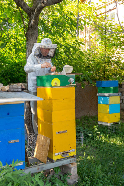 Beekeeper on apiary. Beekeeper pulling frame from the hive