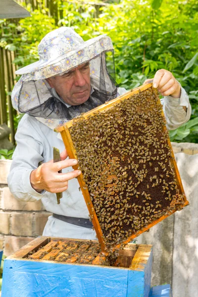 Bees on honeycomb with capped brood — Stock Photo, Image