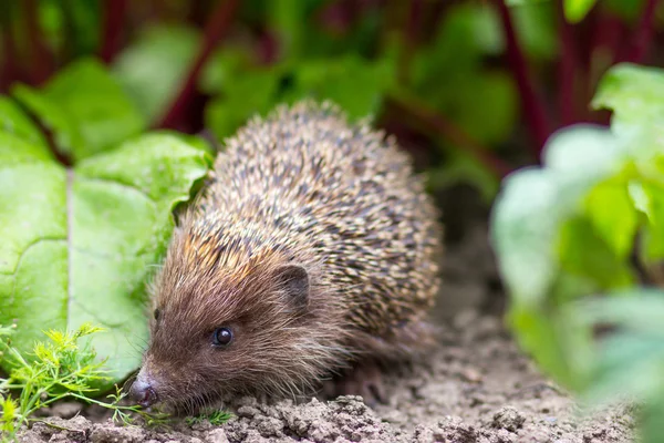 Hedgehog eating from a plate — Stock Photo, Image