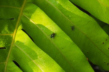 Taze, çiğ kaplı bir tropikal yaprağın üzerinde oturan yeşil metalik sineğe yakın çekim