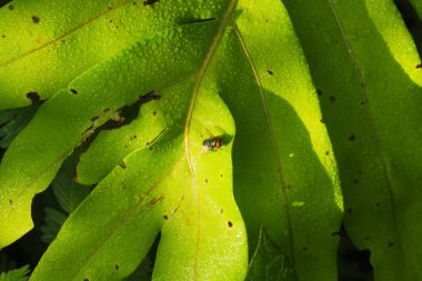 Taze, çiğ kaplı bir tropikal yaprağın üzerinde oturan yeşil metalik sineğe yakın çekim