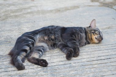 A cute tabby cat lying on its side, sleeping peacefully on a concrete surface outdoors