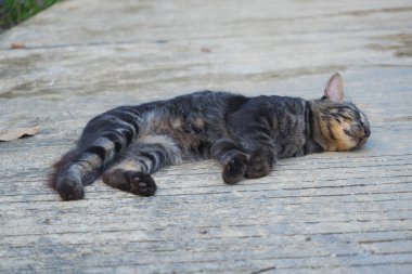 A cute tabby cat lying on its side, sleeping peacefully on a concrete surface outdoors