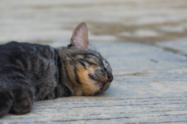 A cute tabby cat lying on its side, sleeping peacefully on a concrete surface outdoors